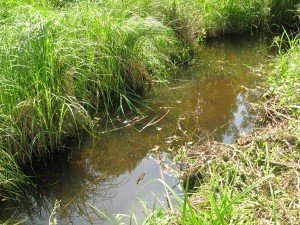 IMG_0087